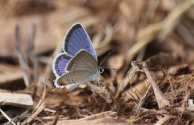 Eastern Tailed Blue Butterfly 