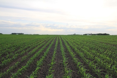 Young Corn Plants in Rows