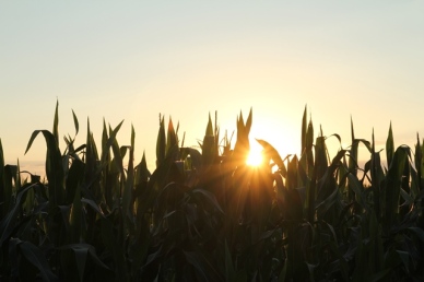 Sunset through the tall corn